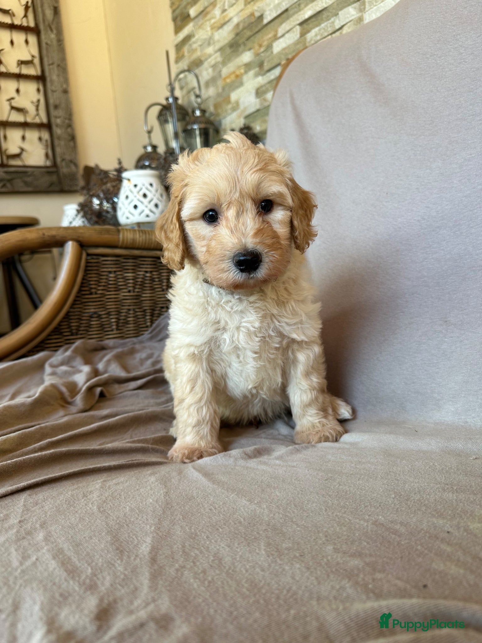 Australian Labradoodle honden Labradoodle australian (medium) - Advertentie 1