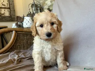 Australian Labradoodle honden Labradoodle australian (medium) - Advertentie 1