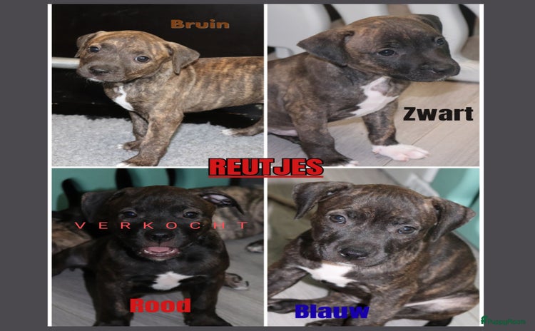 Pitbull Terriër honden - Advertentie 1