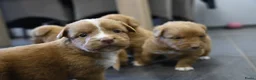 Nova Scotia Duck Tolling Retriever honden te koop: Nova Scotia Duck Tolling Retriever pups - Advertentie 8