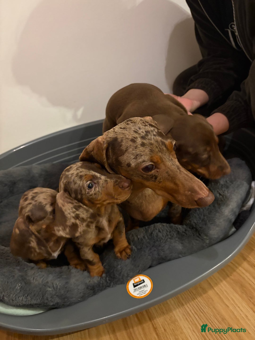 Teckel (korthaar)  honden te koop: Lieve teckel puppy’s opzoek naar gouden mandje - Advertentie 9