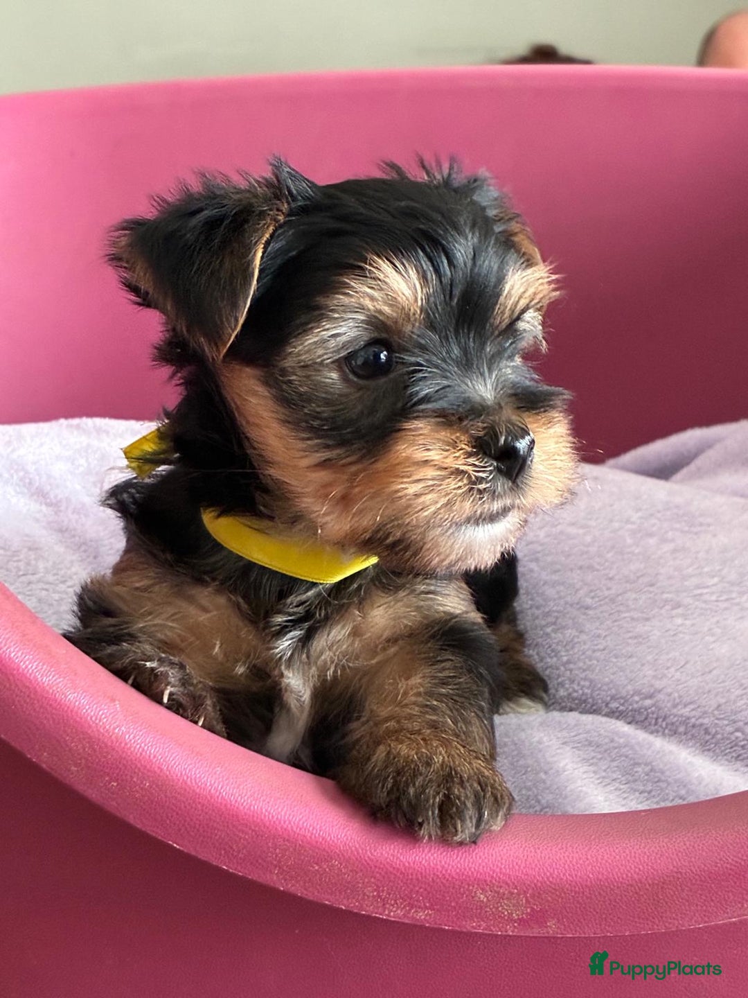 Kruising honden te koop: Biewer/Yorkshire pups - Advertentie 12