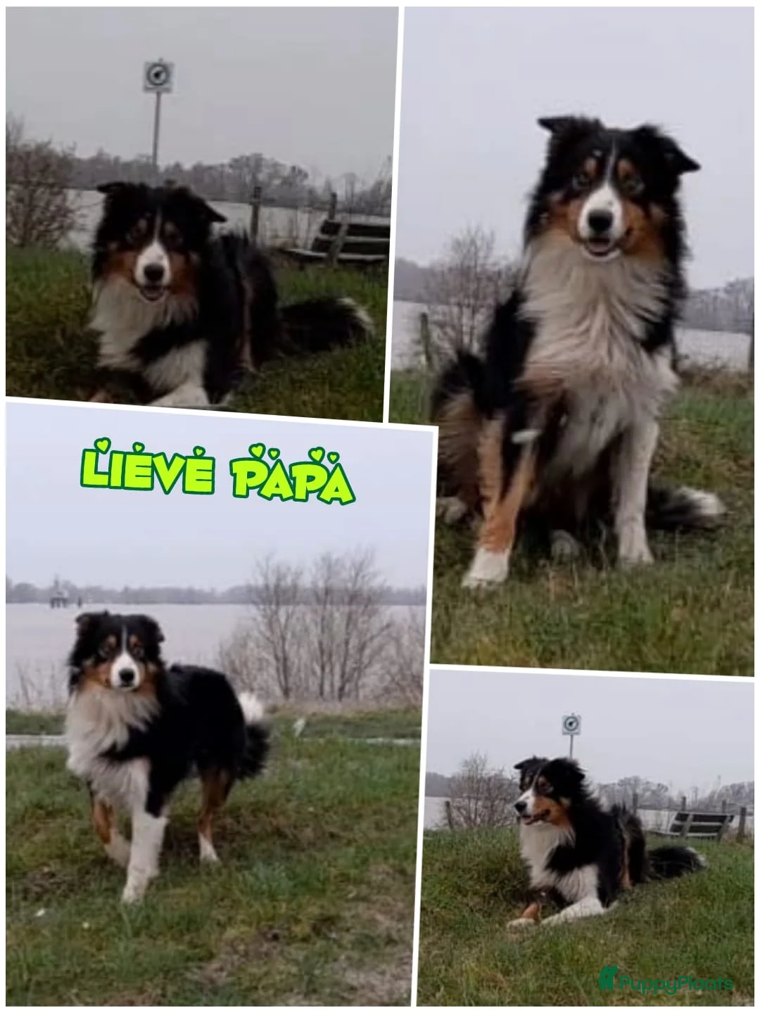 Kruising honden te koop: Uniek Borador pups van Stamboomouders F1 - Advertentie 10