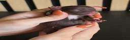 Chihuahua honden te koop: Chihuahua langhaar pups - Advertentie 10