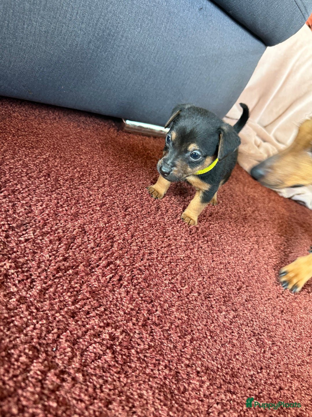 Jack Russel Terriër honden te koop: Jack russel pups - Advertentie 19