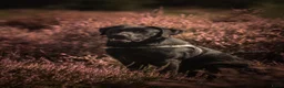 Labrador Retriever honden te koop: Prachtige zwarte labrador van extreem lieve moeder - Advertentie 4