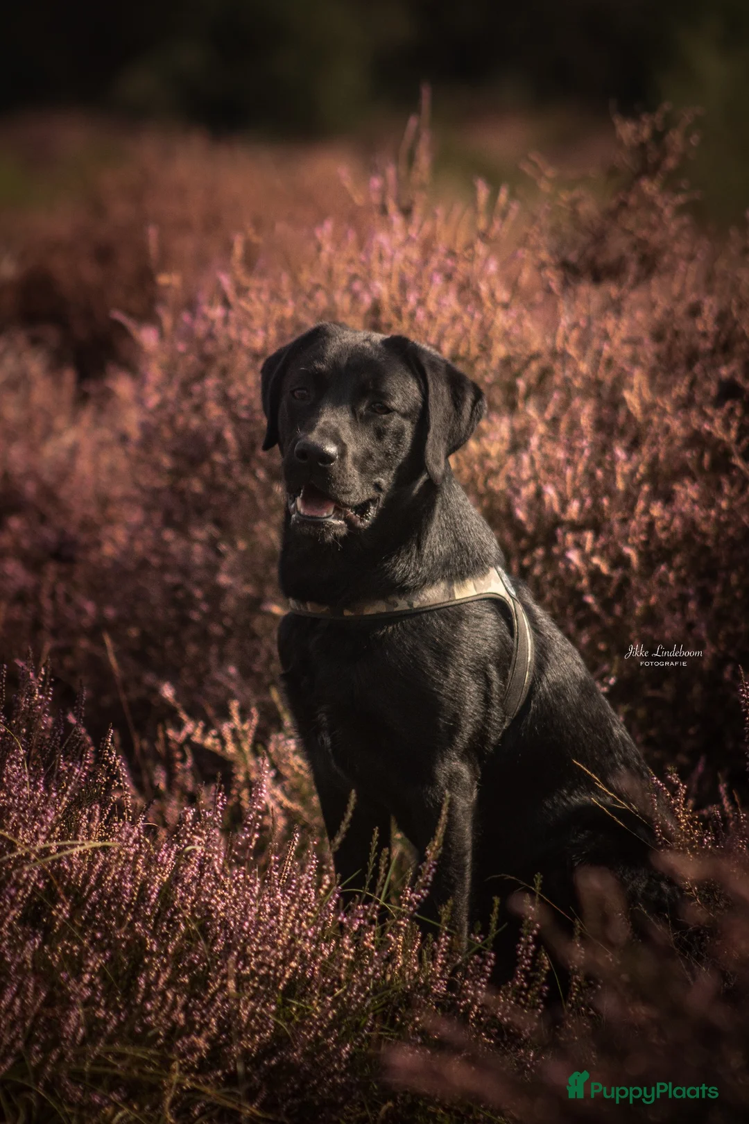 Labrador Retriever honden te koop: Prachtige zwarte labrador van extreem lieve moeder - Advertentie 4