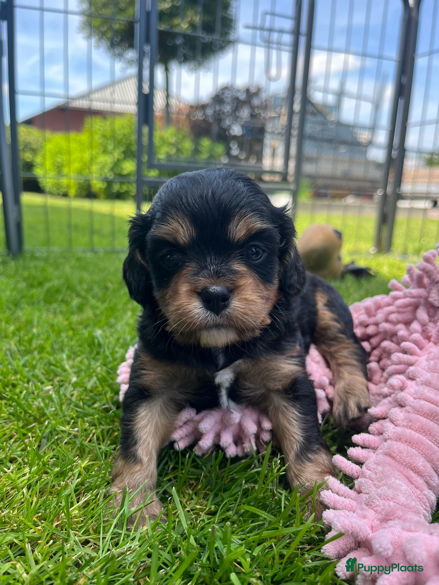 Cavalier King Charles Spaniel honden Cavelier King Charles pups - Advertentie 4