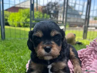 Cavalier King Charles Spaniel honden Cavelier King Charles pups - Advertentie 4