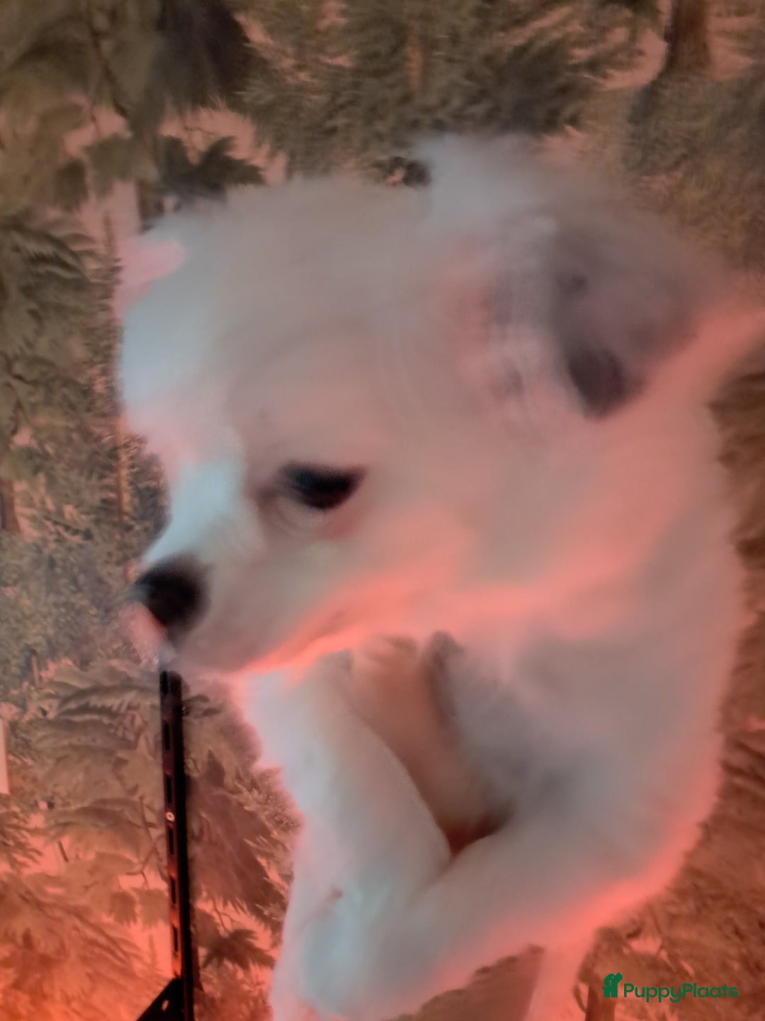 Chihuahua honden te koop: Mooi reutje beschikbaar - Advertentie 2