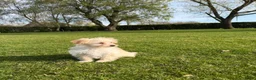 Maltipoo honden te koop: Maltipoo (Maltezer x Toy Poedel) pups - Advertentie 8