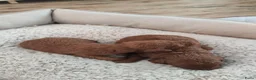 Kruising honden te koop: Dwergpoedels puppy's 🥰 - Advertentie 4