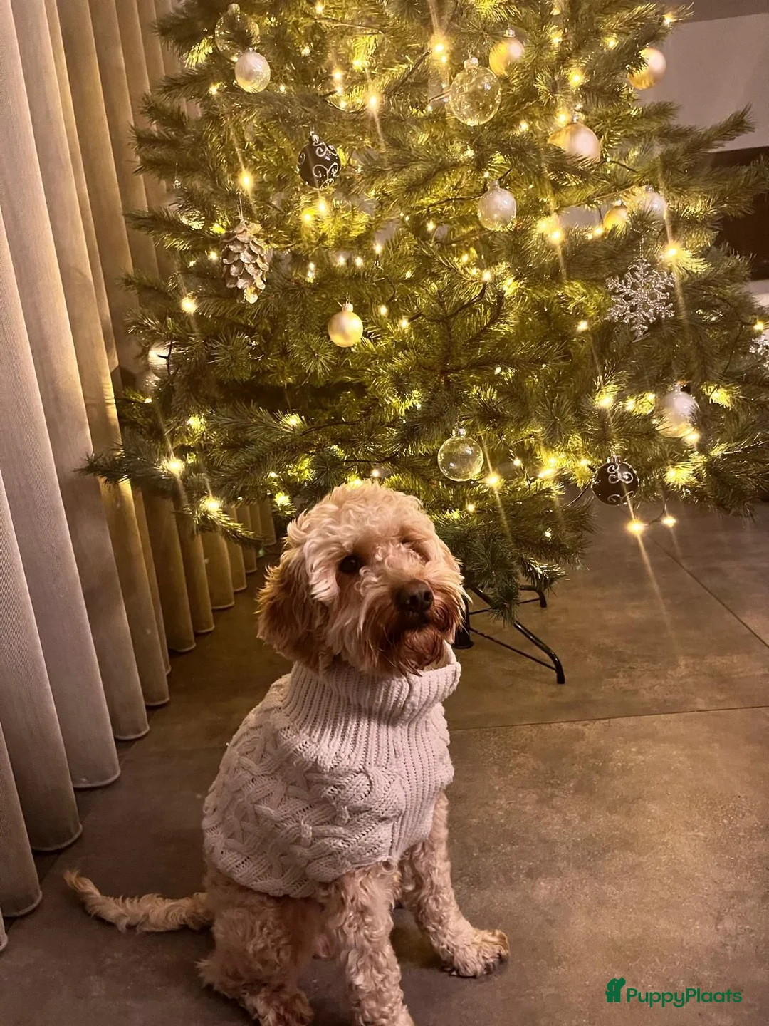 Cockapoo honden te koop: Cockapoo pupjes kleine maat - Advertentie 31