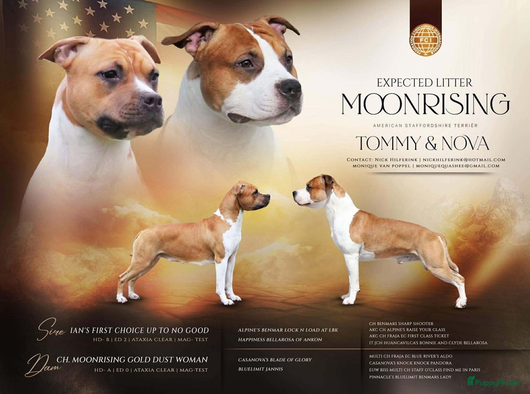 American Staffordshire Terriër honden te koop: American staffordshire terriër pups met stamboom - Advertentie 11