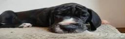 Duitse Dog honden te koop: Duitse Doggen pups in Koewacht - Advertentie 6