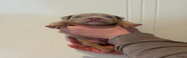 Amerikaanse Bully 3