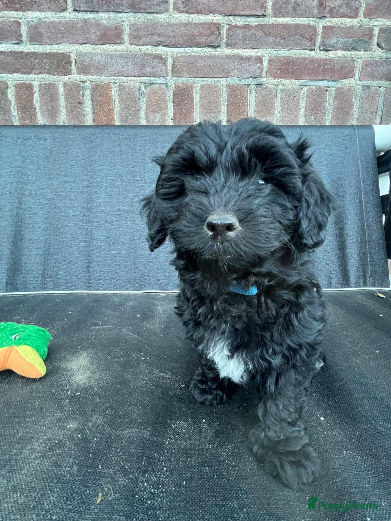 Maltipoo Puppy 4