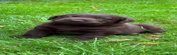 Labrador Retriever honden te koop: Labrador pups - Advertentie 7