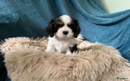 Cavalier King Charles Spaniel honden te koop: Cavalier King Charles Spaniel in Makkinga - Afbeelding 10