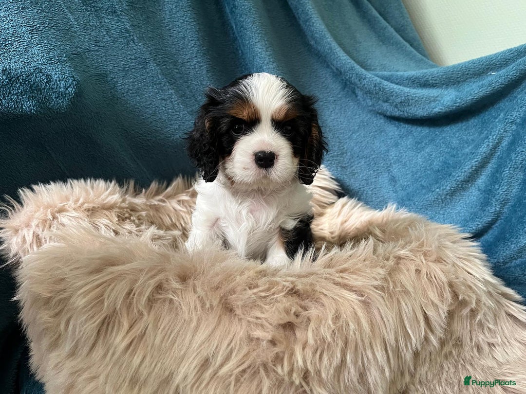 Cavalier King Charles Spaniel honden te koop: Cavalier King Charles Spaniel in Makkinga - Afbeelding 10