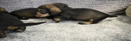Ruwhaar Teckel honden te koop: Ruwhaar Dwerg/Kaninchen teckel pups met stamboom. - Advertentie 7