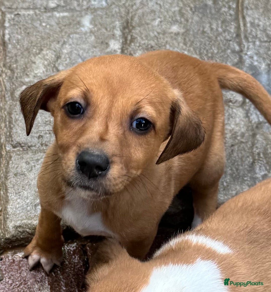 Kruising honden ter adoptie: elientje wil zo graag een eigen mandje  - Advertentie 1