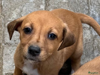 Kruising honden elientje wil zo graag een eigen mandje - Advertentie 2