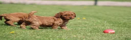 Cockapoo honden te koop: Cockapoo pups - Advertentie 18