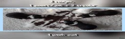 Border Collie honden te koop: Prachtige, raszuivere Border Collie puppy's - Advertentie 2