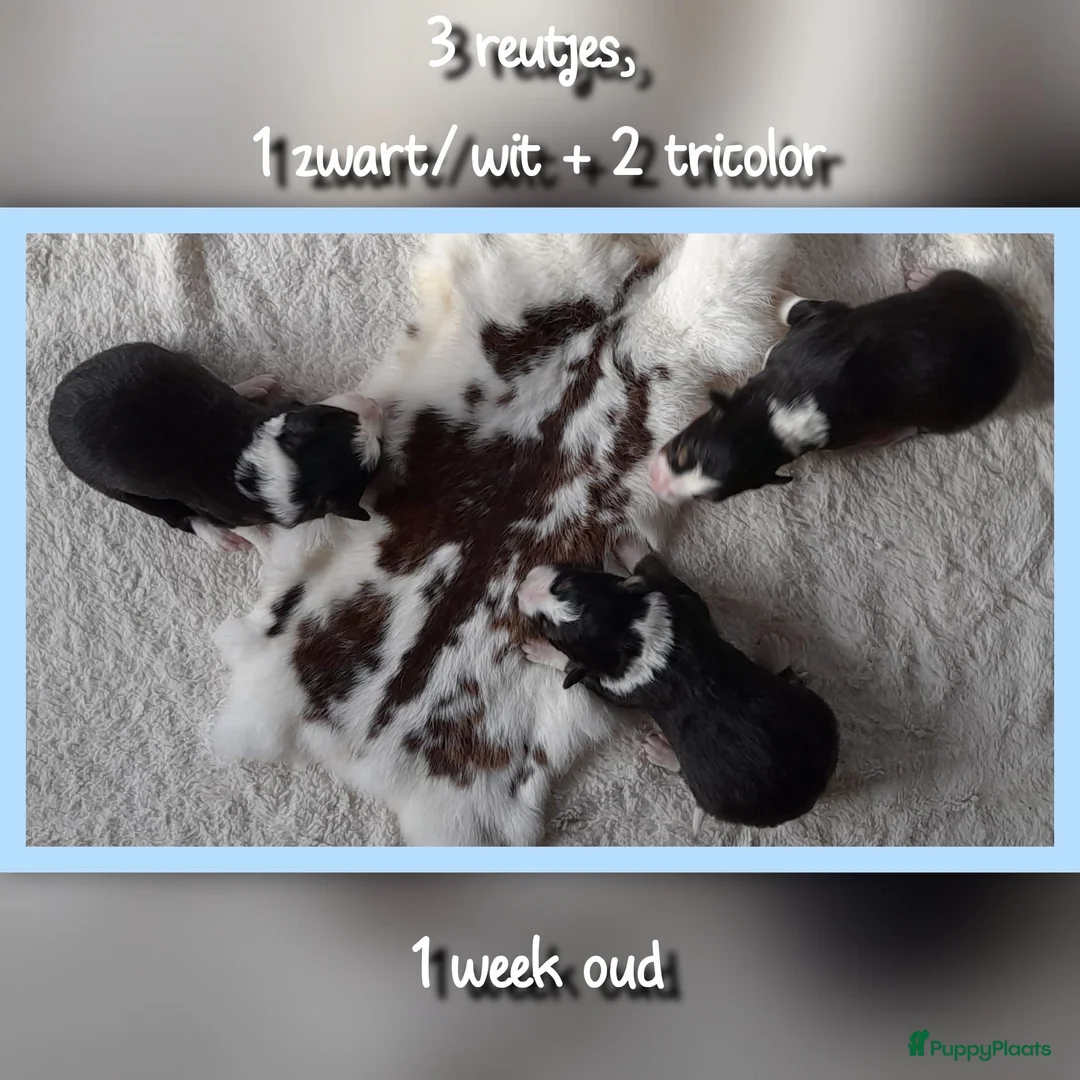Border Collie honden te koop: Prachtige, raszuivere Border Collie puppy's - Advertentie 2