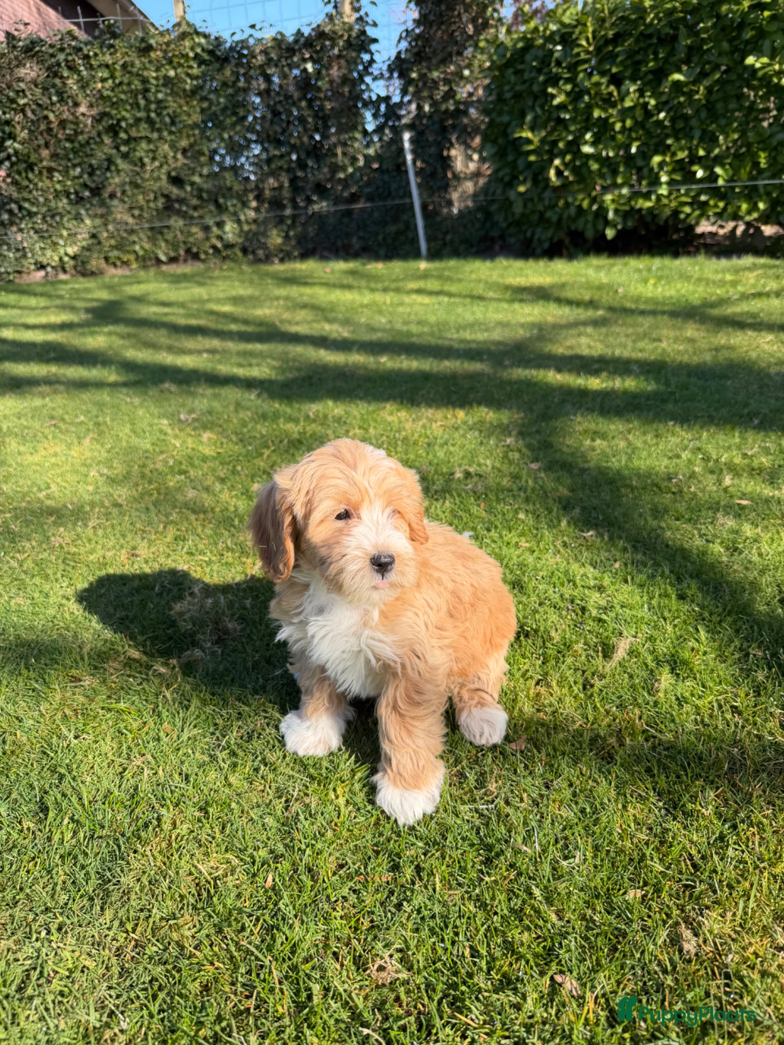 Maltipoo honden te koop: Maltipoo (Toy Poedel x Maltezer) pups - Advertentie 1