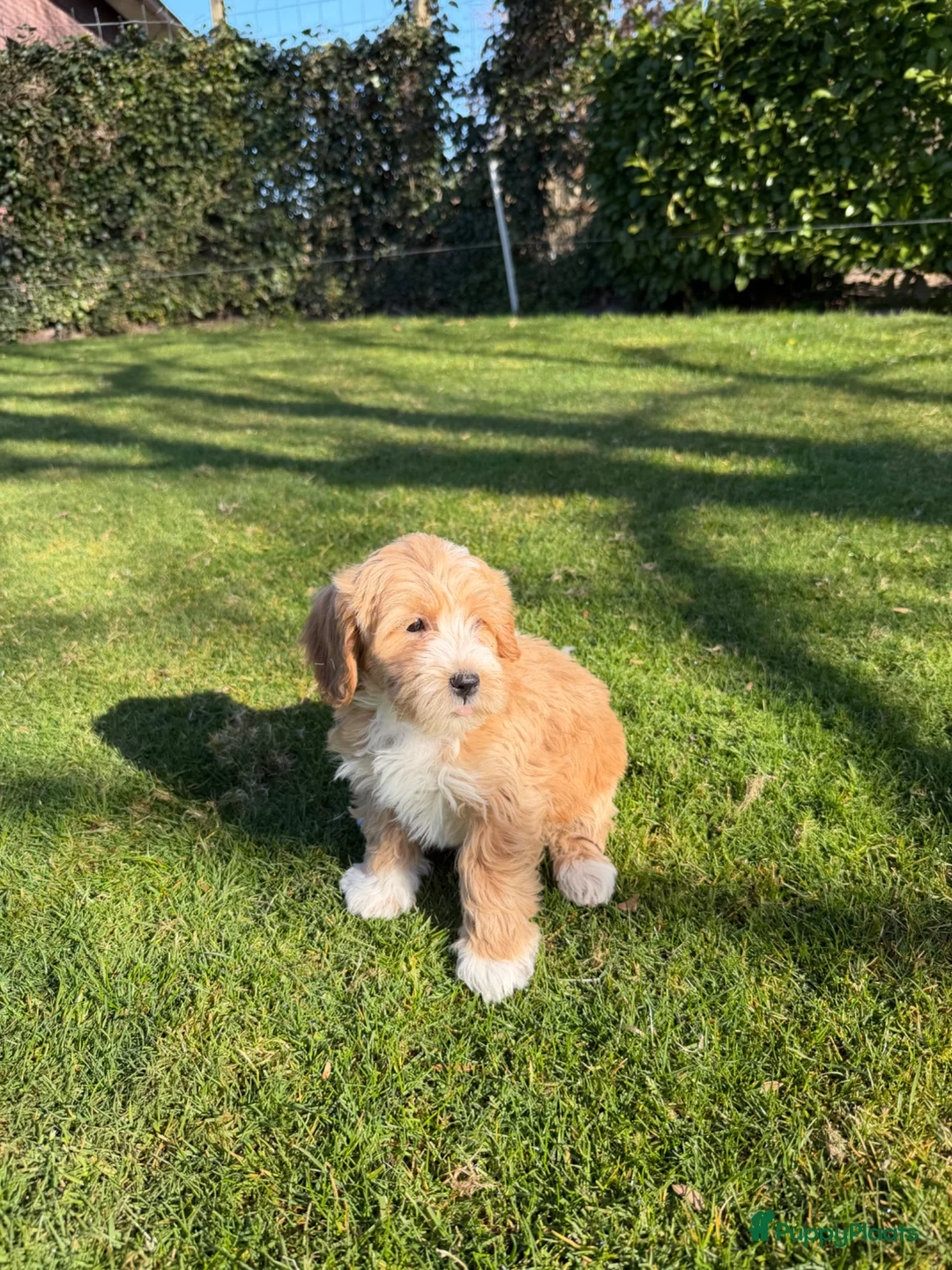 Maltipoo honden te koop: Maltipoo (Toy Poedel x Maltezer) pups - Advertentie 1