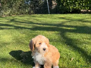 Maltipoo honden te koop: Maltipoo (Toy Poedel x Maltezer) pups - Advertentie 1