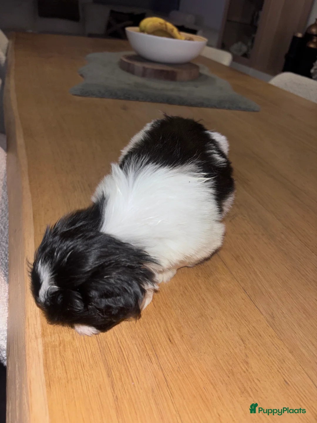 Shih Tzu honden te koop: Shih tzu teefje speels lief aanhankelijk - Advertentie 7