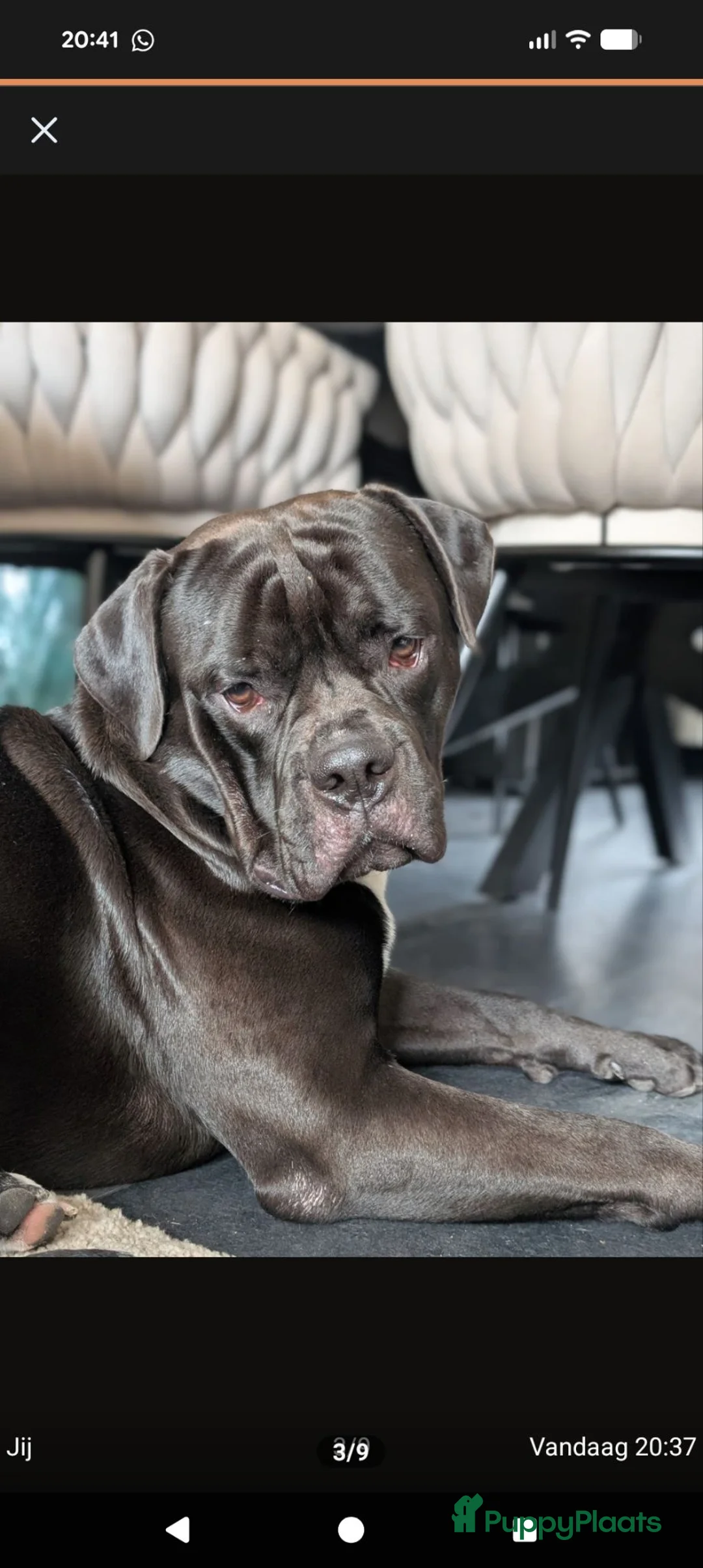 Kruising honden te koop: Lieve gesocialiseerd pups zoeken 4 ever home - Advertentie 2
