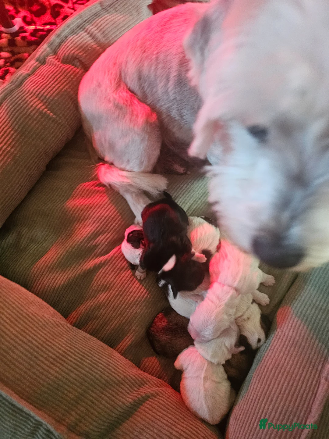 Malshi honden te koop: Malchi  - Advertentie 1