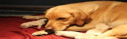 Labrador Retriever honden te koop: Leuke blonde labrador pups met stamboom - Advertentie 8