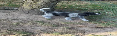 Duitse Staande Hond Draadhaar 3