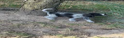 Duitse Staande Hond Draadhaar honden te koop: Pups Duitse staande draadhaar  - Advertentie 3