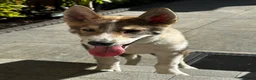 West Siberische Laika honden te koop: Oost Siberische Leica reu te koop - Advertentie 2