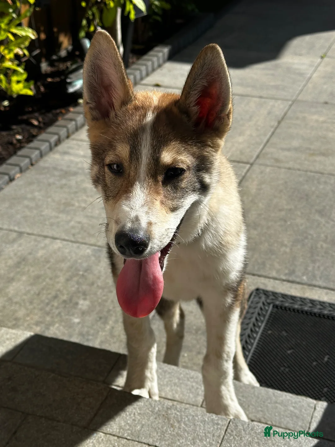 West Siberische Laika honden te koop: Oost Siberische Leica reu te koop - Advertentie 2