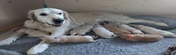 Golden Retriever honden te koop: Mooie Golden Retriever pups | Raszuiver | 4 weken - Advertentie 4