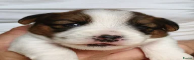 Jack Russel Terriër 3