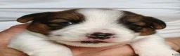 Jack Russel Terriër honden te koop: Jackrussellterrier Ruwhaar - Advertentie 5