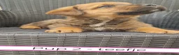 Kruising honden te koop: Rottweiler x moskovitische waakhond in De Westereen - Advertentie 35