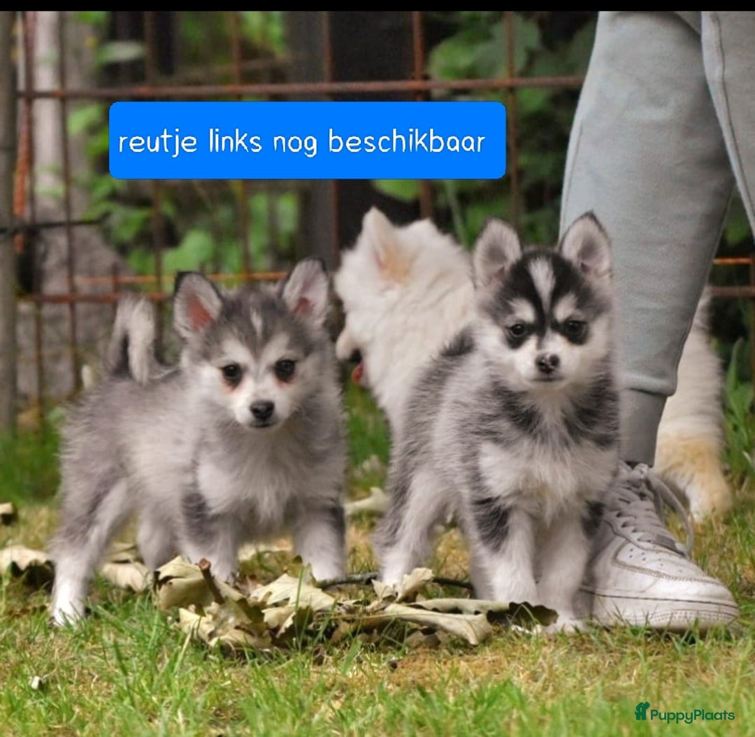 Pomchi honden te koop: Bijzondere POMCHI PommeriaantjexChihuahua nog 2! - Afbeelding 2