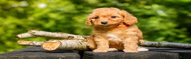 Maltipoo 3