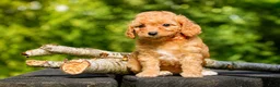 Maltipoo honden te koop: Maltipoo puppy’s 🤍 - Advertentie 7