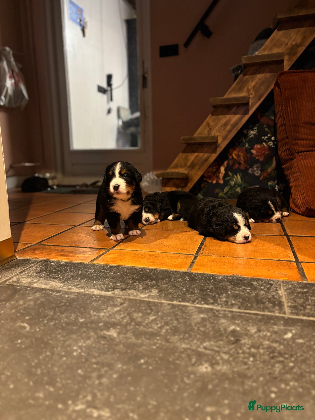 Berner Sennenhond honden te koop: Allerknapste Berner sennen pups (reutjes) in Woudenberg - Afbeelding 11
