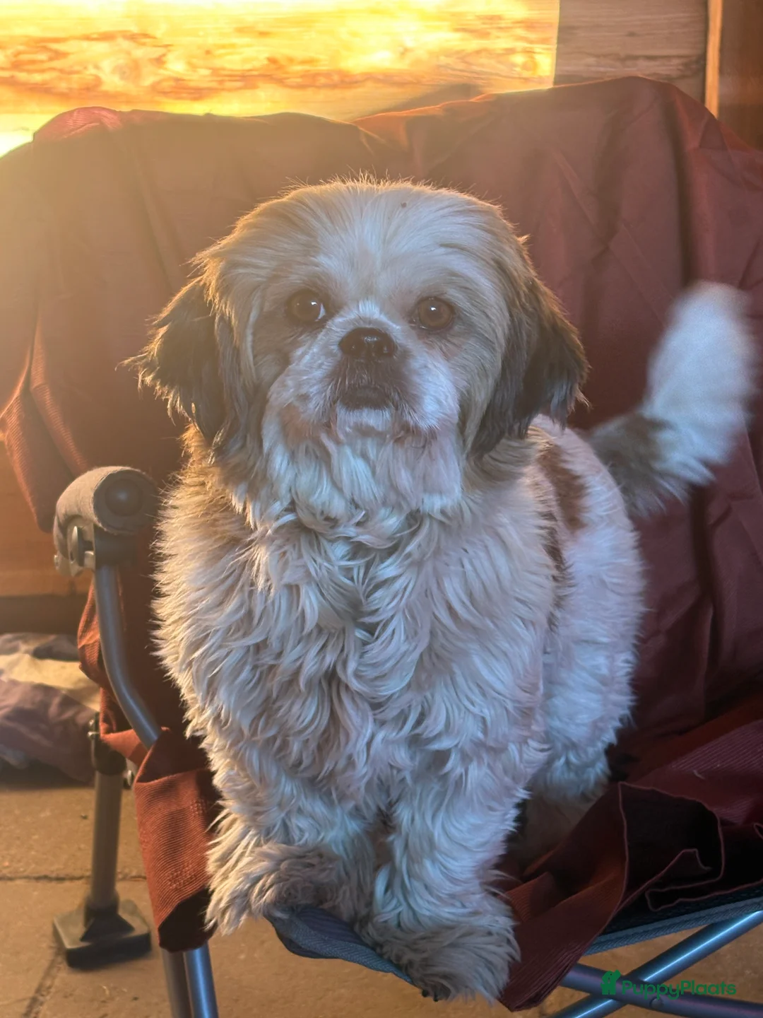 Shih Tzu honden te koop: Mooie lieve shih tzu pups  - Advertentie 1